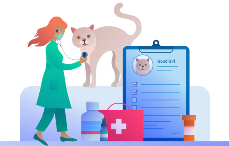 Tips for Saving on Cat Health Certificates