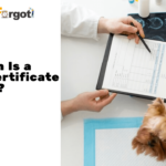 How Much Is a Health Certificate for a Cat