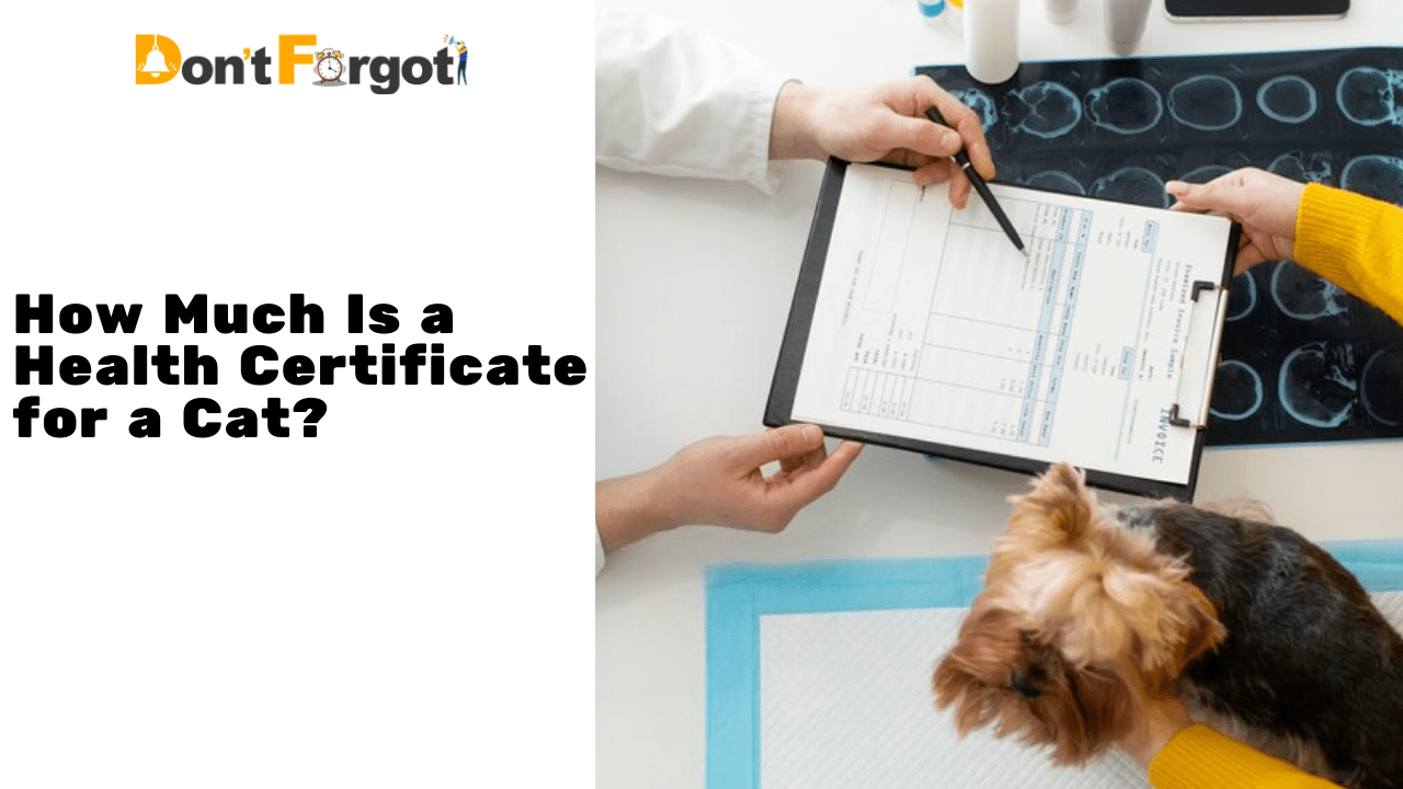 How Much Is a Health Certificate for a Cat